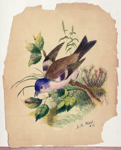 Pássaro azul num ramo de Claude Raguet Hirst
