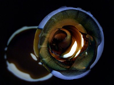 Brilho Dourado em Espiral de Claudio Boczon