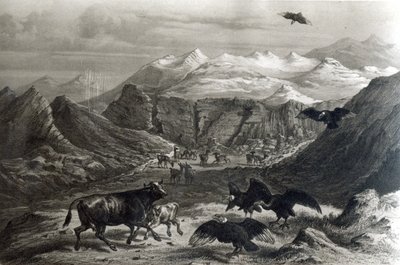 Bezerro sendo atacado pelos condores, da &39;Historia de Chile&39;engravado por F. Lehnert, foto de 1834) de Claudio Gay