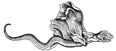 Um basilisco de Conrad (after) Gesner