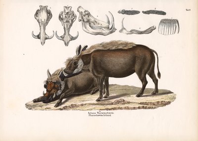 Javali de Aelian com anatomia do crânio de Conrad Kull