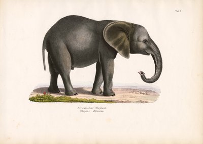 Elefante africano de Conrad Kull
