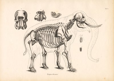 Anatomia do esqueleto do elefante africano de Conrad Kull