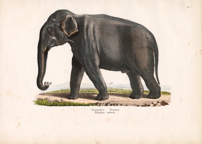 Elefante asiático de Conrad Kull