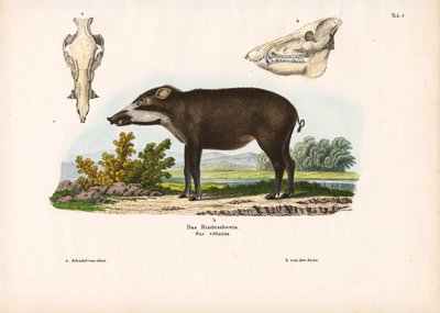 Porco com banda e detalhes anatómicos de Conrad Kull