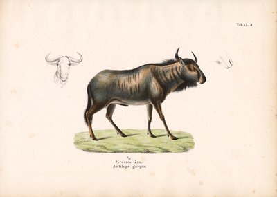 Wildebeest azul com pormenores da cabeça de Conrad Kull