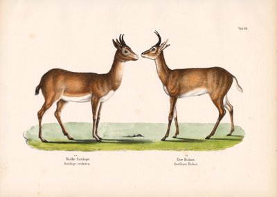 Reedbuck de Bohor e Reedbuck comum de Conrad Kull