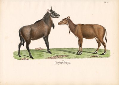 Bontebok ou Blesbok de Conrad Kull