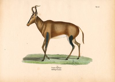 Antílope da Caama de Conrad Kull