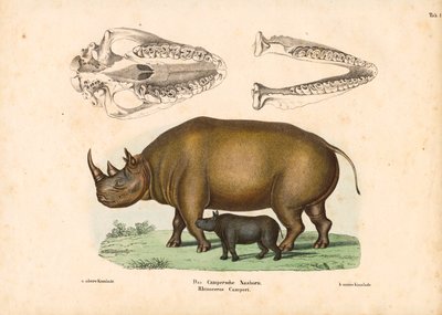 Rinoceronte do campista com representações de bezerros e crânios de Conrad Kull