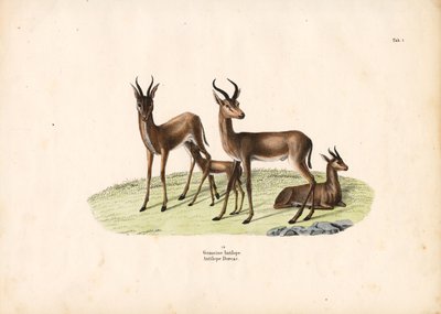 Gazela comum no grupo familiar de Conrad Kull