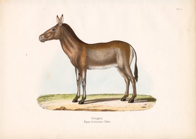 Dziggetai ou burro selvagem da Mongólia de Conrad Kull