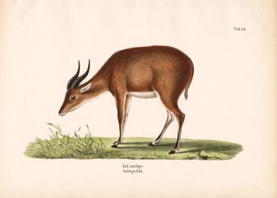 Kob Antelope de Conrad Kull