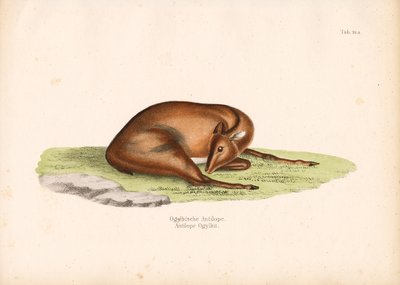 Mergulhador de Ogilby em posição de repouso de Conrad Kull