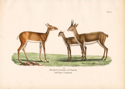 Antílopes Oribi em família de Conrad Kull