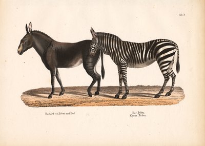 Zebra das planícies e híbrido zebra-pernilongo de Conrad Kull