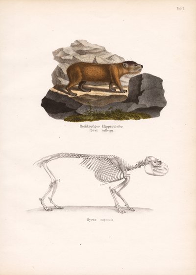 Esqueleto de lagartixa-da-rocha e de lagartixa-do-cabo de Conrad Kull