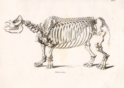 Esqueleto do rinoceronte indiano de Conrad Kull