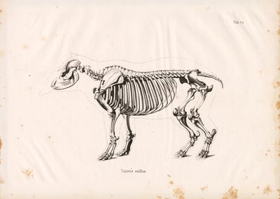 Esqueleto da Anta das Terras Baixas de Conrad Kull