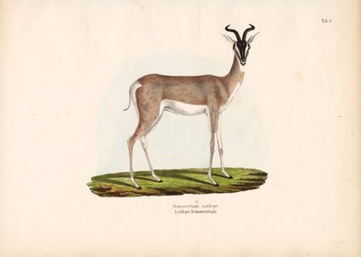 Gazela de Soemmerring de Conrad Kull