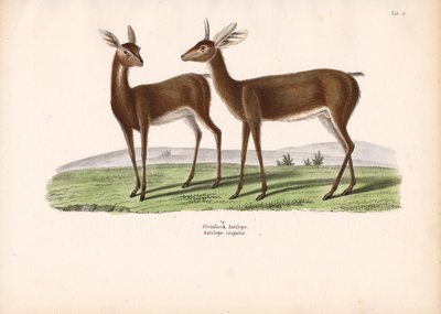 Capricórnio de Conrad Kull