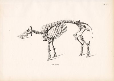 Esqueleto de javali de Conrad Kull