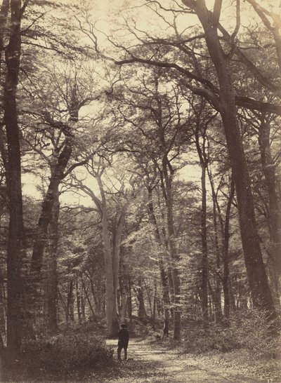 Floresta. de Constant Alexandre Famin