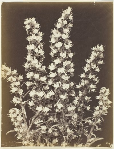 Floresta. de Constant Alexandre Famin