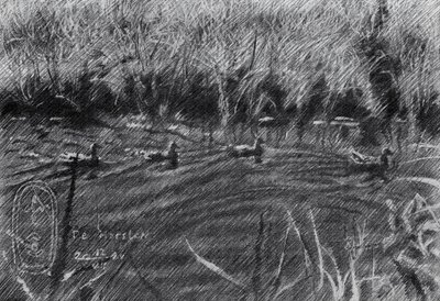 Patos nos juncos de Corné Akkers