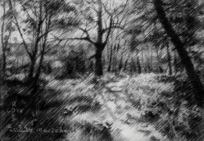 Caminho na floresta sombreada de Corné Akkers