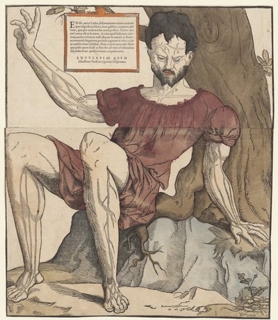 As veias do corpo humano de Cornelis Anthonisz.