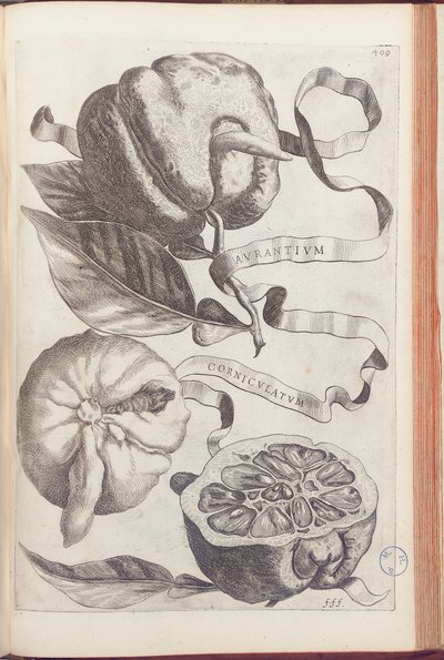 Placa laranja homed 409 de "Hesperus, ambos da termodinâmica Aureorum Culture and Practice Quatuor" por Giovanni Battista Ferrari, 1646 de Cornelis Bloemaert