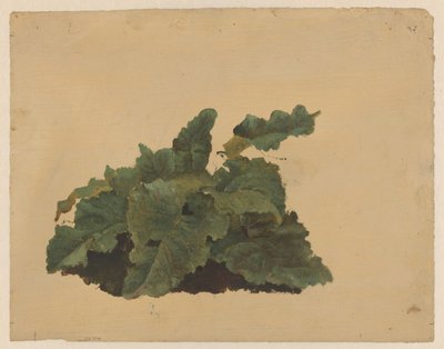 Folhas de uma planta semelhante ao ruibarbo de Cornelis Johannes de Vogel