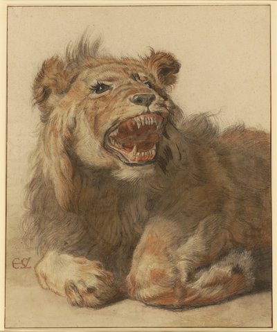 A Lion Snarling, c.1625-33 (giz preto e vermelho com lavagens a preto e castanho) de Cornelis Saftleven