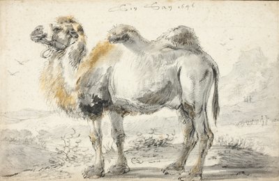 Um camelo de Cornelis Saftleven
