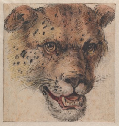A cabeça de um leopardo de Cornelis Saftleven