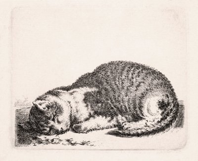 Gato adormecido, c.1607-81 de Cornelis Saftleven