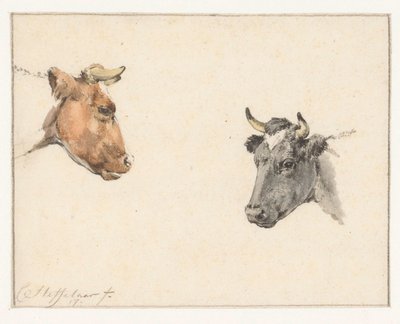 Folha de estudo com duas cabeças de vaca de Cornelis Steffelaar