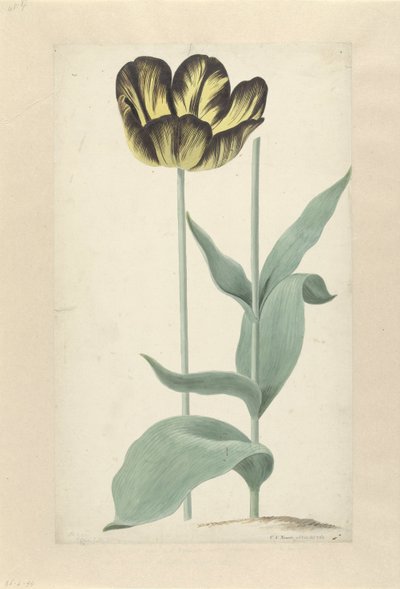 De tulp Bizard Catafalque Bizard Catafalque (título no objeto) de Cornelis van Noorde