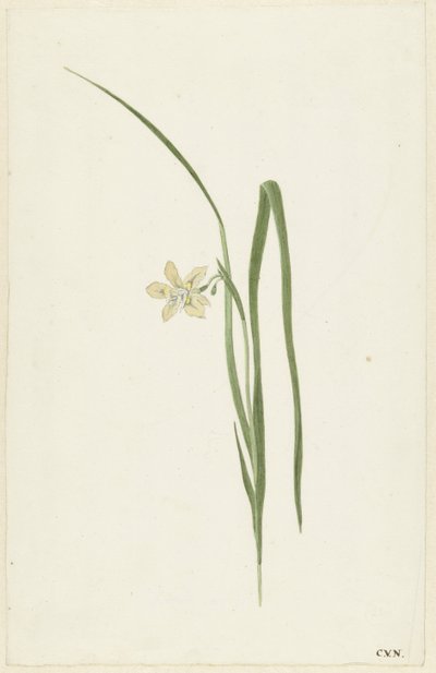 Íris de Cornelis van Noorde