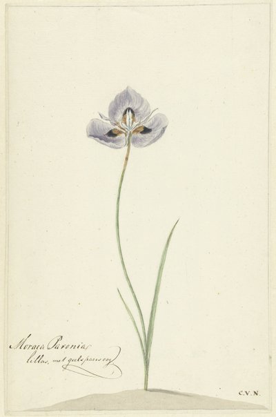 Íris de Cornelis van Noorde