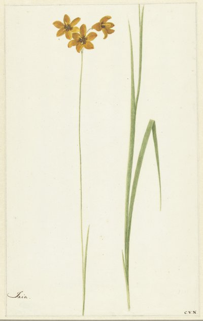 Ixia de Cornelis van Noorde