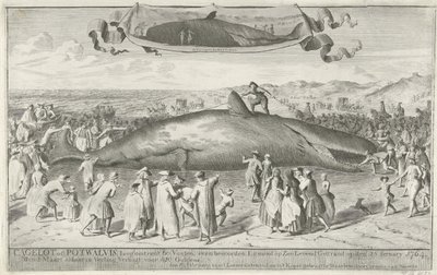 Cachalote encalhado em Egmond aan Zee, 1764 Cagelot ou Potwhale, com cerca de 18 metros de comprimento, ao norte de Egmond op Zee Encalhado vivo em 15 de fevereiro de 1764. a 1 de março lá em leilão Vendido por 810 Guldens (título no objeto) de Cornelis van Noorde