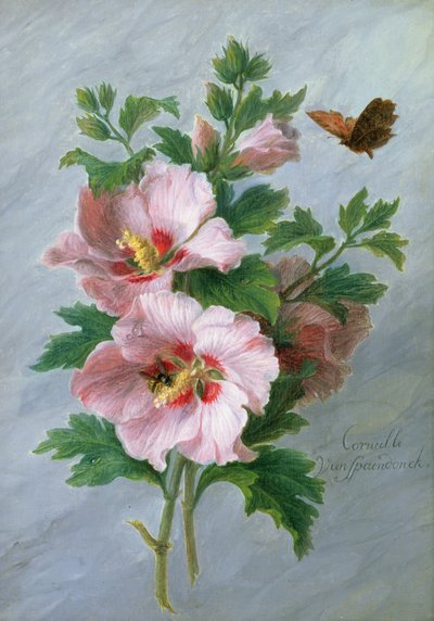 Hibisco contra uma borda de mármore de Cornelis van Spaendonck