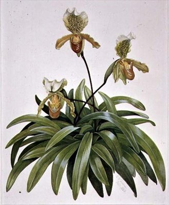 PD.412-1973 Lady Slipper Orchid do Nepal (Paphiopedilum insigne) de Cornelius B. Durham