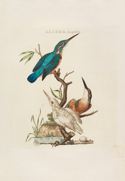 Aves holandesas: de acordo com sua família, Aert e características, 1770-1829 . de Cornelius Nozeman