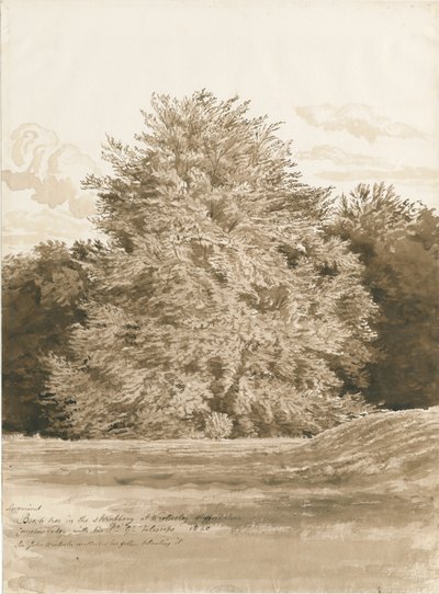 Wrottesley Hall - The Shrubbery: desenho em sépia, 1820 de Cornelius Varley