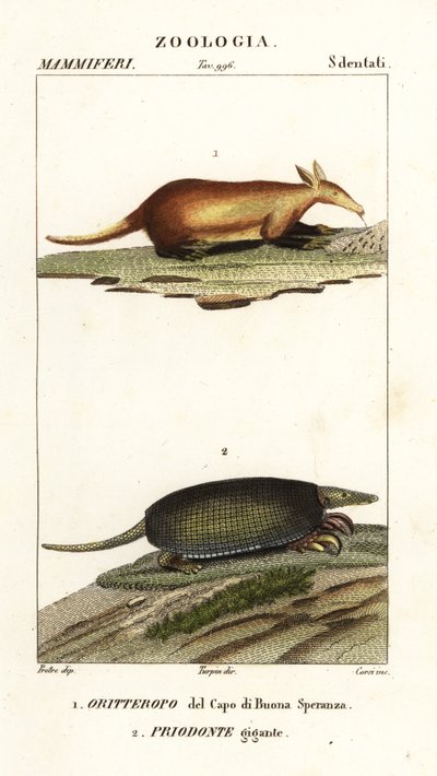 Aardvark e tatu gigante de Corsi Corsi