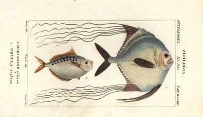 Pompano africano, Alectis ciliaris, Blepharis ciliaris, Blefaride ciliare 1 e pônei, Poulain ruse, Leiognathus equulus 2 de Corsi Corsi