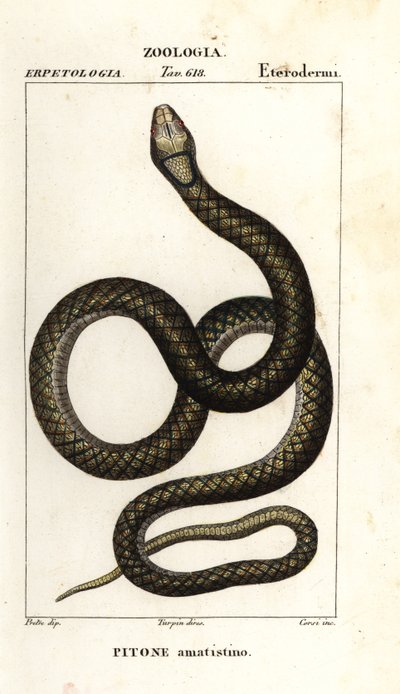 Píton ametista, Simalia amethistina de Corsi Corsi